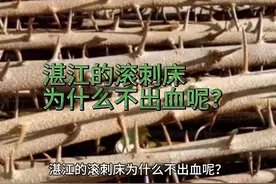 湛江的滚刺床为什么不出血呢？ 湛江的滚刺床为什么不出血呢？