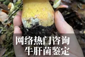 网络热门蘑菇（牛肝菌）鉴定 收录11种较多网友咨询的牛肝菌为你解答，这是一个牛肝菌宝藏收录账号，里面有很多你从未见过的牛肝菌，捡菌子采蘑菇电子查询工具书。#自然奇境科普季 #有用的知识又增加啦 #涨知识#科普#牛肝菌