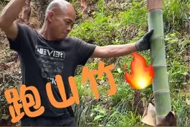 兄弟们跑山笋一棵都不能留，你们知道为什么吗@凤联妹妹 #竹 #春笋 #大山里的生活视频封面