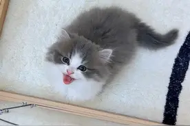 嗓音居然还能自由切换 #小奶猫 #万物可爱计划 #猫咪的迷惑行为