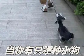 当你有只犟种小狗，对付它方法就是你强它就弱 #雪纳瑞 #日常遛狗 #萌宠日常记录