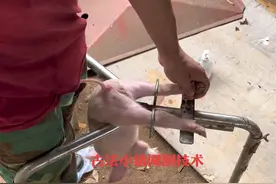 小公猪阉割教程 #灵悉L我磕的CP灵得很  @东风本田#农村创业养殖