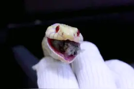 吃鱼的蛇也会吃人呀 #奇妙的动物 #萌宠 #神奇动物在抖音 #束带蛇