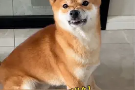 狗是日本狗，心是中国心！#狗子的心眼子都用它爹身上了 #柴犬 #狗狗的心思都写在脸上了 #萌宠出道计划 #柴犬听到日语的反应