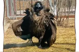 原来秃鹫才是真“沙雕”#奇闻趣事#科普#动物#动物世界#秃鹫