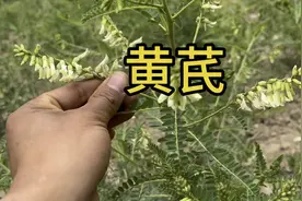 黄芪开花了！黄芪长啥样子你知道吗？野生黄芪和种植黄芪开花时间视频封面