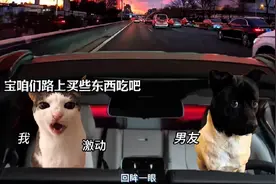 坐男友车回家的路上 #猫咪表情包 #异地恋 #恋爱 #情侣 #情侣日常视频封面