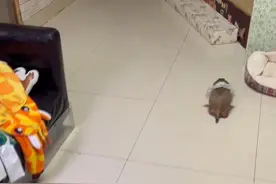 喜欢听DD妞妞的声音，再看它们举手的动作太可爱了，超爱哒！#黑尾土拨鼠 #养鼠日常分享 #萌宠出道计划 #抖in萌宠计划 #越狱鼠鼠的日常视频封面