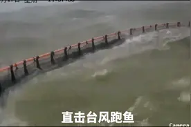 直击台风深水鱼排跑鱼现场，