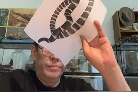 银环蛇咬伤的症状与致死原因 银环蛇咬伤症状包括局部麻木、头晕眼花、肌肉关节酸痛等，最终导致呼吸衰竭。被咬伤后应在伤口上方20-30厘米处捆扎，延缓中毒，避免挤压伤口。#银环蛇咬伤视频封面