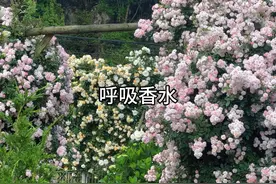 香味浓郁的特大型藤本月季----呼吸香水。#呼吸香水月季视频封面