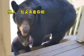 拯救受虐熊两年后，她收到自然界最贵的回礼，母熊携幼崽登门致谢视频封面
