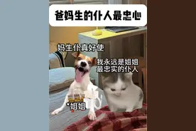 弟弟是姐姐最忠实的仆人 #姐弟日常 #内容过于真实 #猫meme #精神状态belike #我是我姐最忠实的仆人