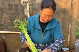 今天我们来做个腌莴笋，清脆爽口非常开胃～#农村美食 #我的乡村生活 #莴笋