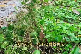 雷公根又名积雪草、崩大碗，遇见就挖点回家。#农村生活