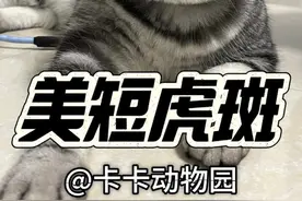 一只活泼聪明的小猫咪 英短虎斑猫 #动物的迷惑行为 #动物科普