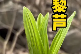 藜芦这不能随便吃哦#大自然的馈赠 #内容启发搜索 #藜芦 #诸参辛芍叛藜芦 #三农