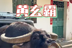 黄玄霸牛王，斗牛界体重最大的牛王，于2024年9月23日，因病救治无效，不幸离世，从此世上再无黄玄霸。。泰顺原四大天王折损一员大将，真是天妒英才。。。#斗牛文化传播 #黄玄霸牛王 #悲伤逆流成河视频封面