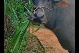 这什么表情？水牛吃草。#吃草 #水牛 #解压 #农村 #眼神视频封面