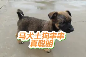 马犬和土狗的串串，才40多天教上几遍就会，马犬的基因真强大