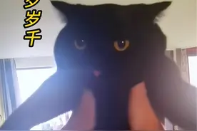 我的审美vs我家猫的审美… #万物可爱计划 #宅家治愈记 #黑猫 #我的审美