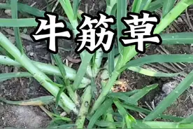 牛筋草，此草不是草，谁拔谁摔倒。作用还真不少。#三农 #植物科普 #牛筋草 @DOU+小助手视频封面