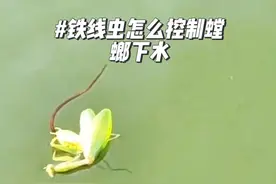铁线虫怎么控制螳螂下水#螳螂 #铁线虫入侵 #神奇动物在抖音 #奇妙的动物 #科普一下