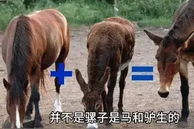 马科的动物，为啥这么乱？#动物的迷惑行为 #动物科普 #冷知识
