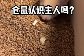 仓鼠认识主人吗？#金丝熊 #仓鼠 #养鼠日常分享