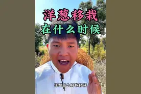 洋葱什么时候移栽会比较好呢？您知道吗#洋葱移栽 #洋葱种植 #分享农业知识帮农民增产增收 #新农人计划2024 #种植小技巧视频封面