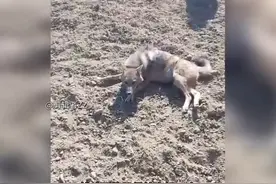 超过50条猎犬一起行动，巴基斯坦老铁硬核驱逐野狼现场#古梗犬