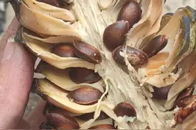 00后隐居云南，收拾屋子，上山捡到许多松果，烤着吃特别香