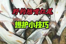 喜欢野钓红尾翘嘴鱼的钓友别错过，学会这样做，轻轻松松钓满护！视频封面