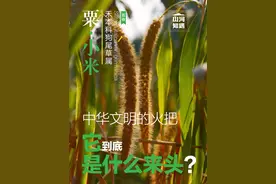 常言道王朝社稷，稷其实就是它，撑起五千年华夏文明背后的功臣，被誉为文明的母语就是我们今天要说的“粟”，北方多称为“谷子”，脱壳后就是我们吃的“小米”。 #创作灵感 #植物科普 #粟 #小米 #狗尾巴草