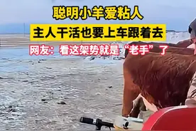 聪明小羊爱粘人，主人干活也要上车跟着去，网友：看这架势就是“老手”了 #毛孩子能治愈各种不快乐 #小羊羔的快乐生活 #万物皆有灵 @s