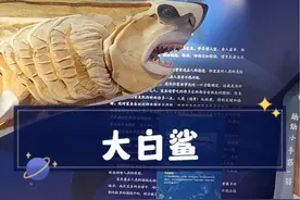 大白鲨 肝脏也成了虎鲸美味的食物#科普知识 #自然科普 #鲨鱼 #大白鲨视频封面