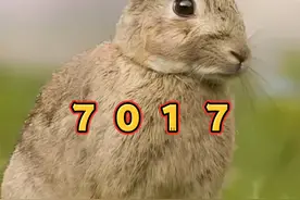 兔子常见的8种病#养兔人 #种兔养殖