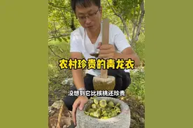 核桃的外皮，又被称为青龙衣，没想到比核桃还珍贵，你知道它的价值吗？评论区说说看。#植物 #核桃 #农村生活 #新农人计划2023 @抖音短视频