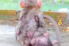 可怜的小猴子在膏药猴的纠缠下，已经生不如死，膏药猴誓死不松手