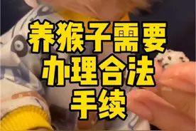 要怎么才能私人养猴子 #猴子#科普#宠物#萌宠#动物科普@抖音创作小助手