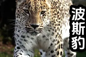 波斯豹是豹亚种中体型最大的一个亚种#花豹 #难得一见 #野生动物零距离 #与猛兽同行纪录片