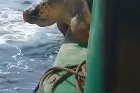 捕鱼难免会捕到海龟，但都是会放生的，顺便再帮它清理一下，这是行规。 #远洋捕捞 #渔民日常 #讨海人#海洋生物视频封面