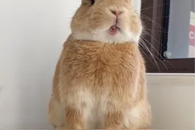 兔子看不起你，会有什么表现@兔兔百宝箱 #兔子的迷惑行为 #萌宠 #科学养兔