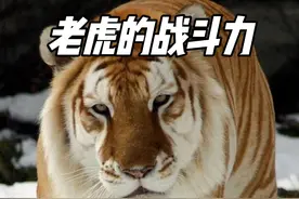 老虎的战斗力有多恐怖？一掌将近1吨的力量 #老虎 #东北虎视频封面