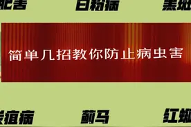 月季常见病虫害和预防指南  #我的养花日常   #月季养护      #我来科普一下    #病虫害防治 #生活小常识