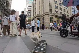 狗狗步行街滑板遇到危险跳车自保，这狗太聪明了！ #法斗 #萌宠 #滑板狗 #狗狗玩滑板 #小法斗球球 @DOU+小助手视频封面