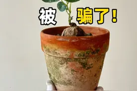 这根本就不是一叶龟 买一叶龟收到山乌龟#块根#一叶龟#块根植物 #山乌龟视频封面