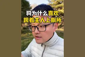 狗为什么喜欢跟着主人上厕所。 #养狗经验分享 #经验分享 #狗狗 #科学养狗 #新手养狗视频封面