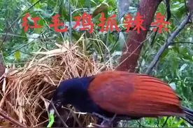 毒辣条的超级克星红毛鸡 #动物世界 #野生动物零距离 #动物的迷惑行为 #红毛鸡