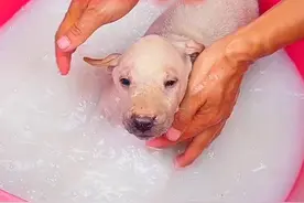 狗子们身上好多蜱虫，帮它们洗个澡，驱一下虫#狗狗 #中华田园犬